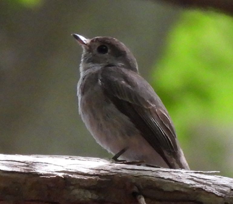 Asian Brown Flycatcher - ML575287941