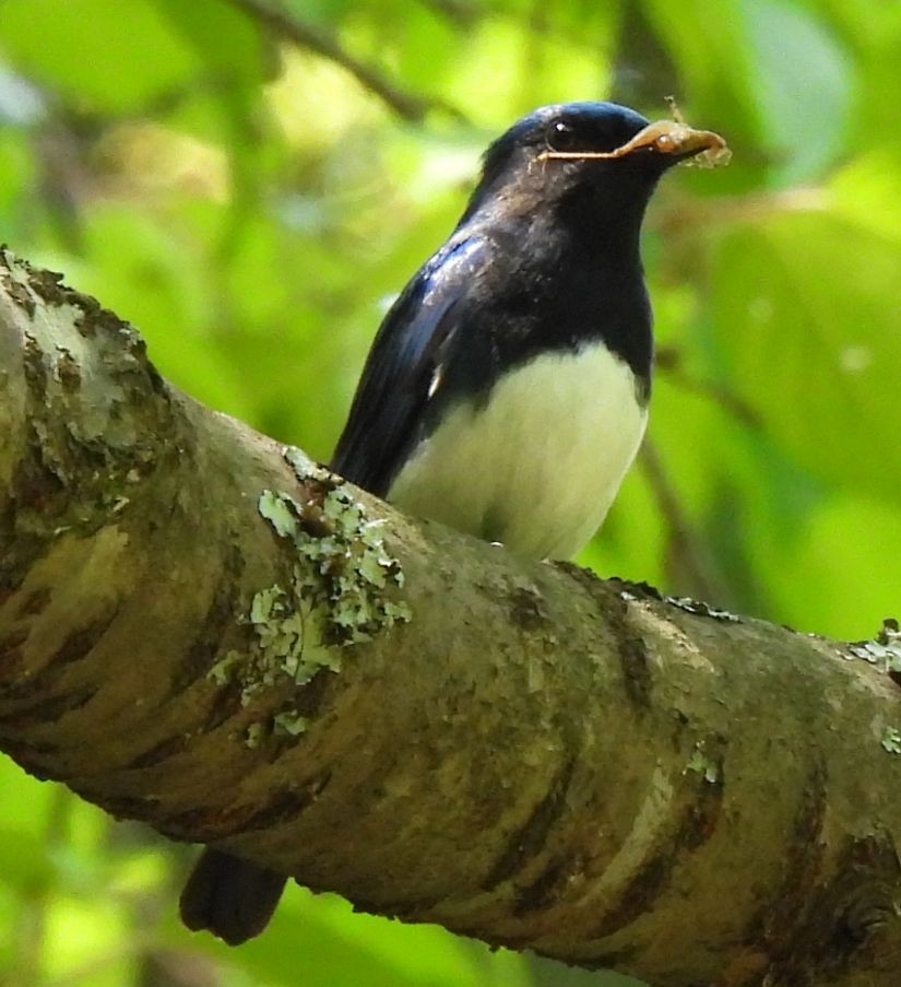 Blue-and-white Flycatcher - ML575288151