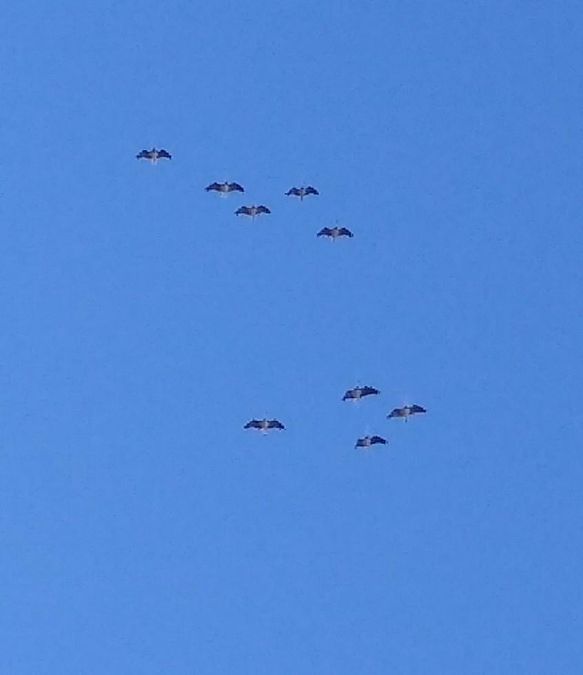 Straw-necked Ibis - ML575288471