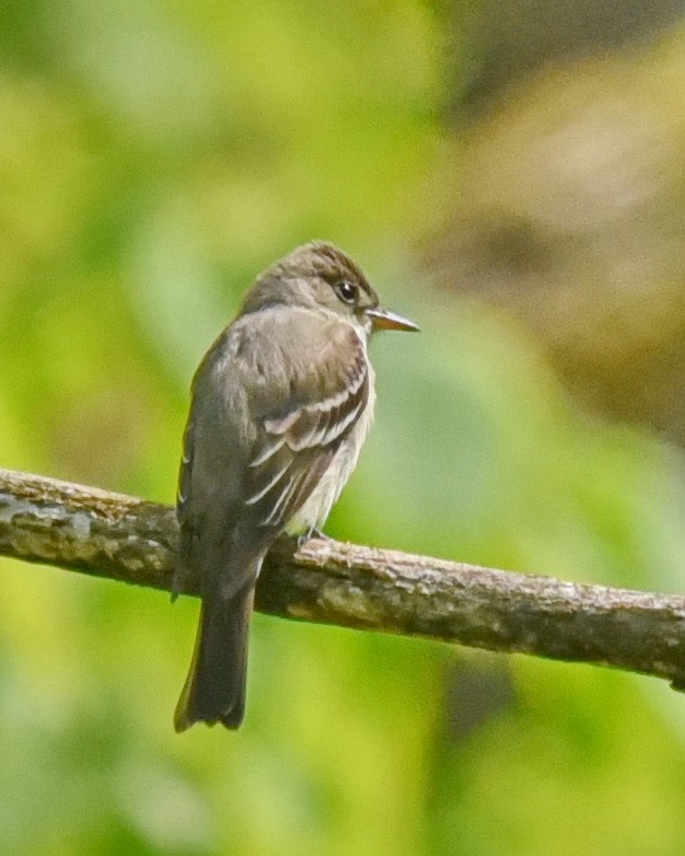 Eastern Wood-Pewee - ML575288881