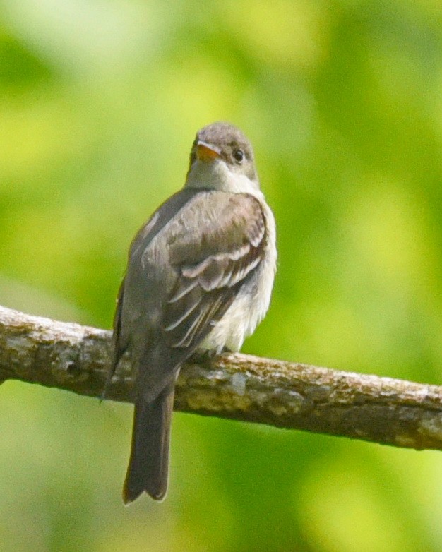 Eastern Wood-Pewee - ML575288981