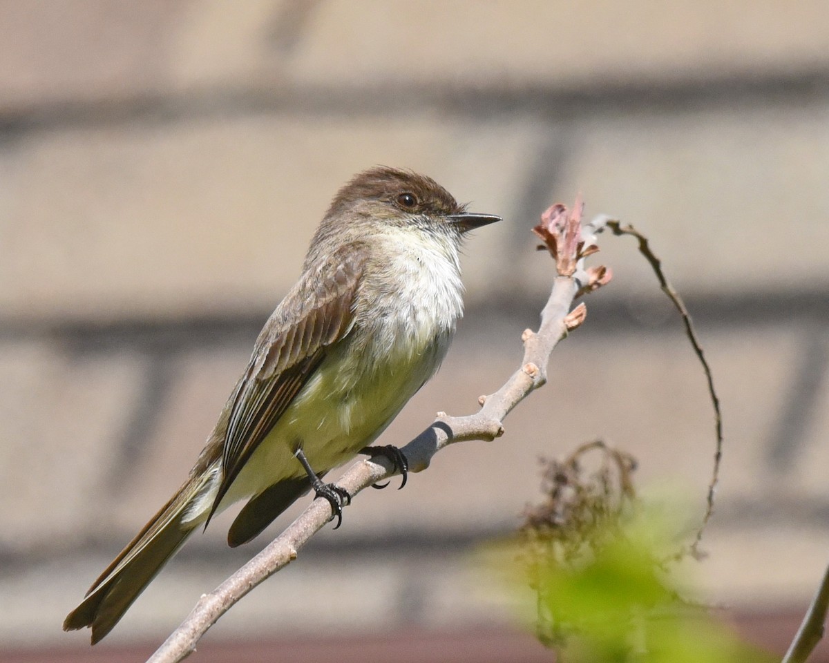 Eastern Phoebe - Barb and Lynn