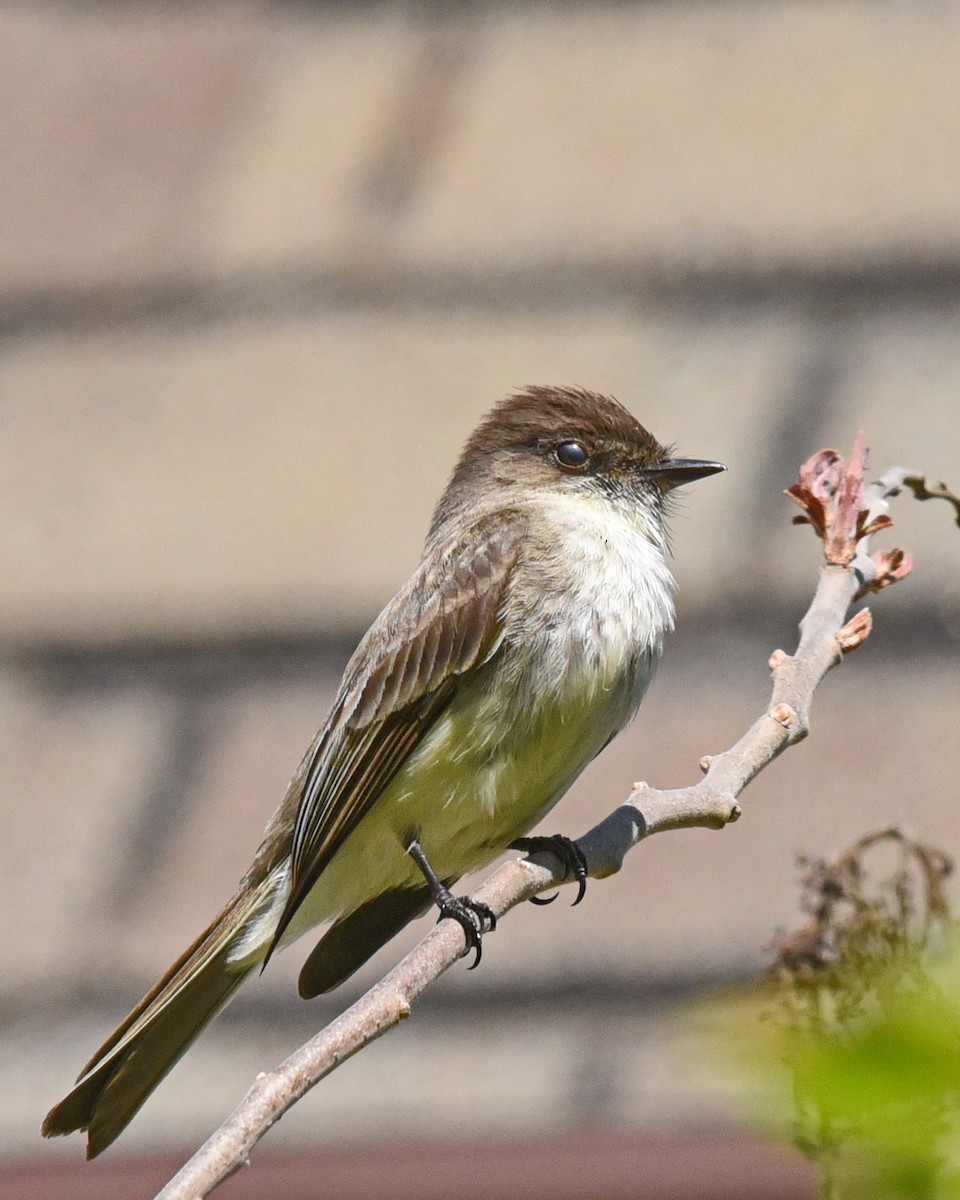 Eastern Phoebe - ML575289111