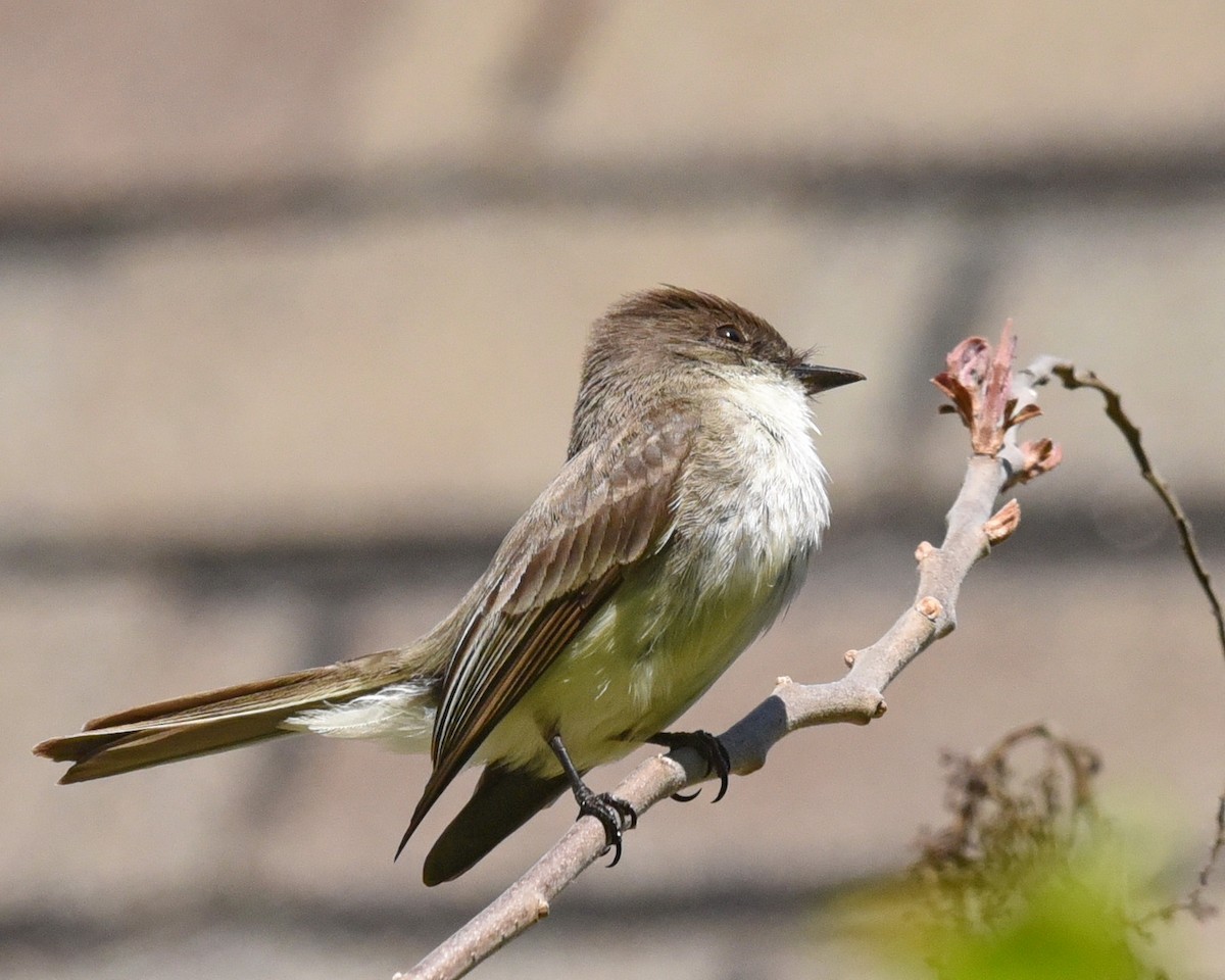 Eastern Phoebe - ML575289131