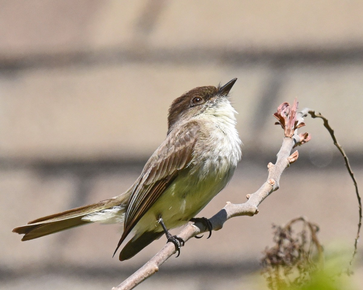 Eastern Phoebe - ML575289141