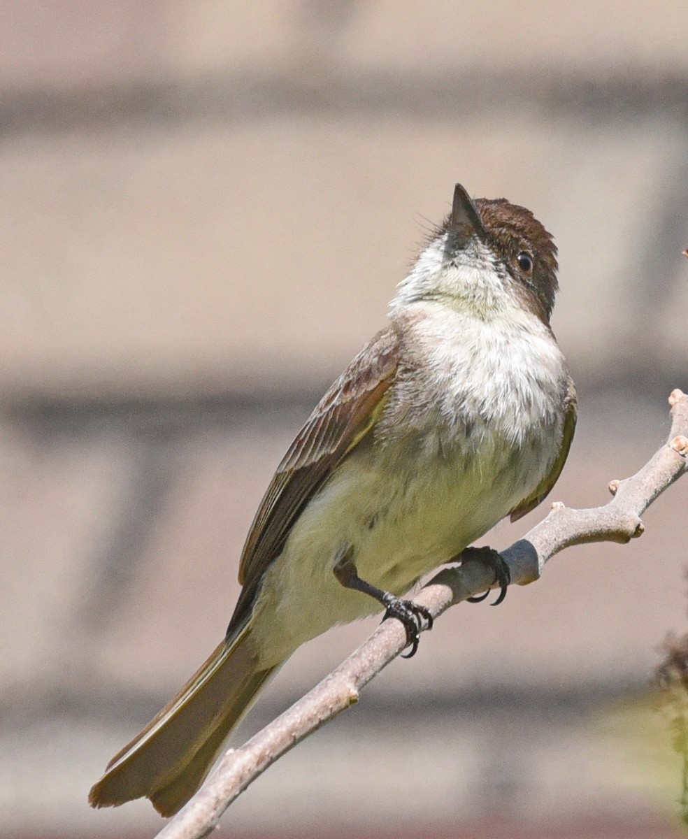 Eastern Phoebe - ML575289171