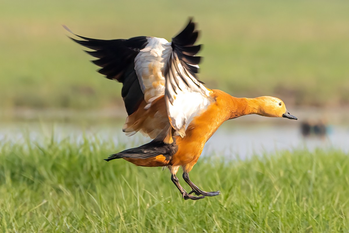 Ruddy Shelduck - ML575290461