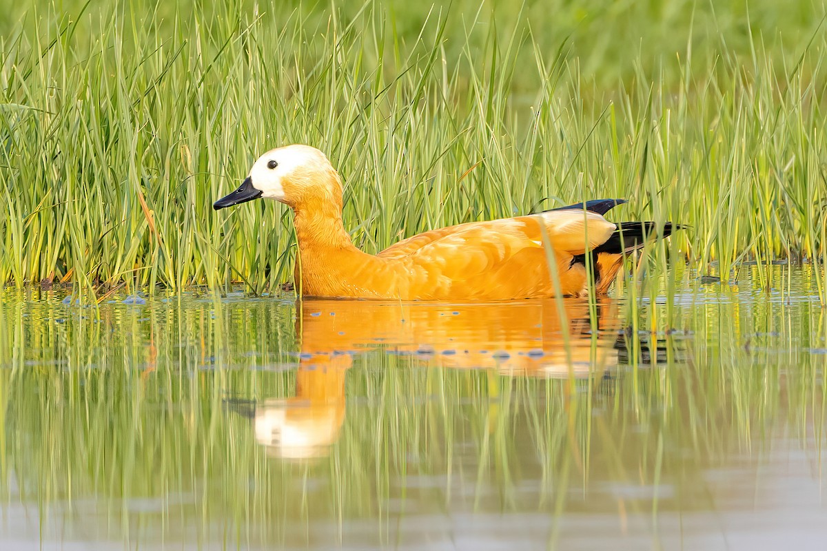 Ruddy Shelduck - ML575290521