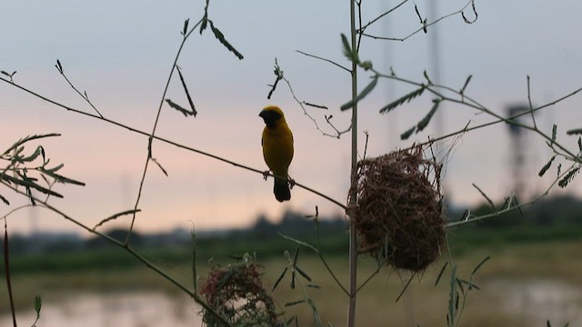 Asian Golden Weaver - ML575290931