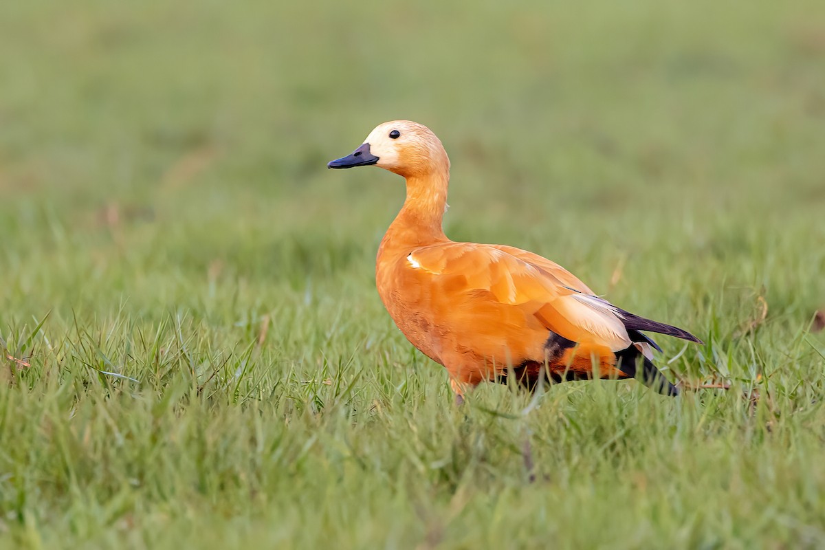 Ruddy Shelduck - ML575291181