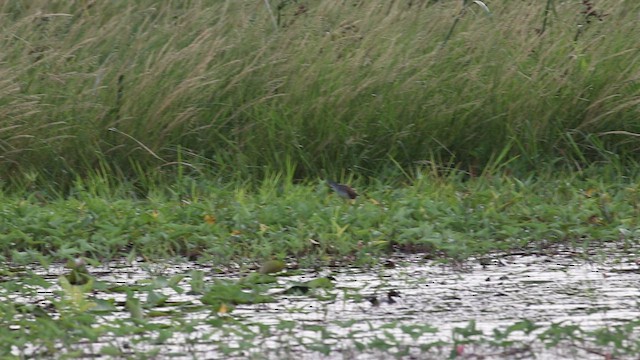 White-browed Crake - ML575291321