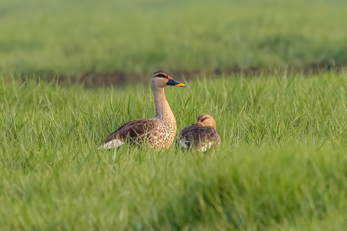 Indian Spot-billed Duck - ML575291351