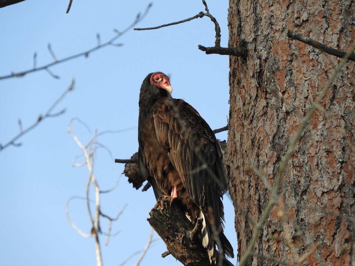 Turkey Vulture - ML575291581
