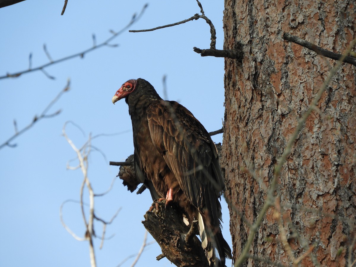 Turkey Vulture - ML575291591
