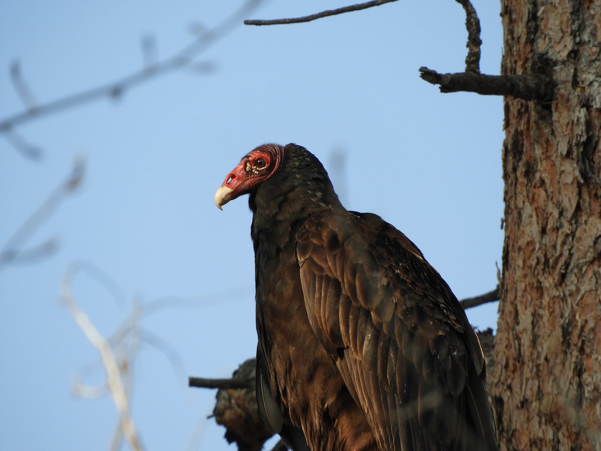 Turkey Vulture - ML575291601