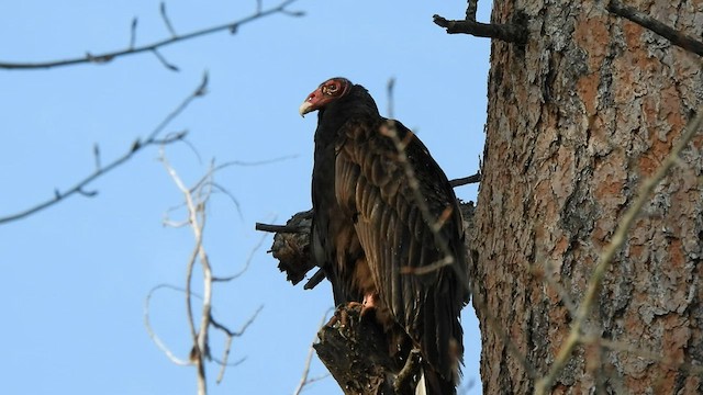 Turkey Vulture - ML575291621