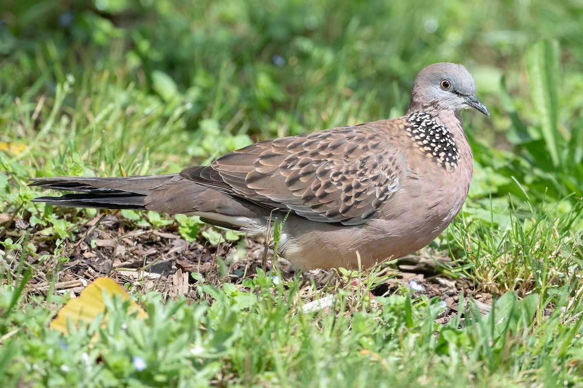 Spotted Dove - ML575292181