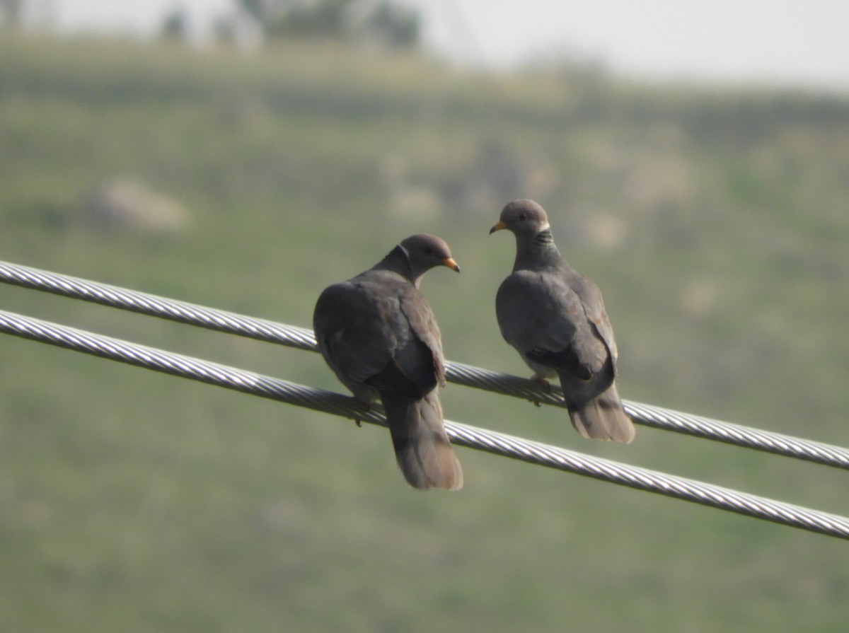 Band-tailed Pigeon - ML575292481