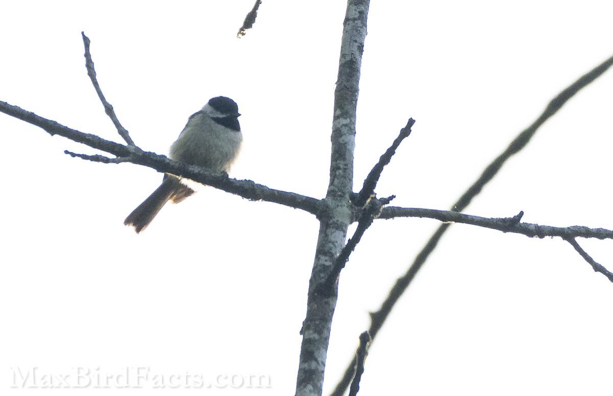 Carolina Chickadee - ML575292681