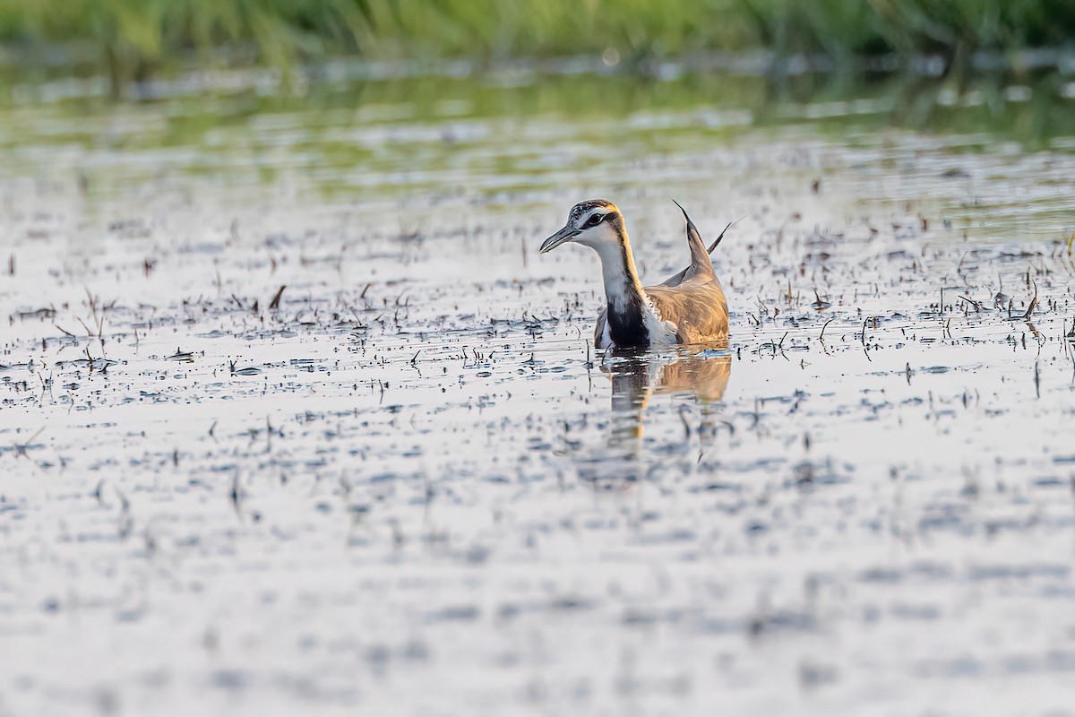 Pheasant-tailed Jacana - ML575292691