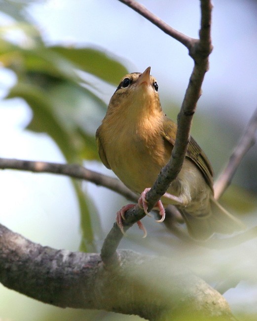 Paruline vermivore - ML575293921