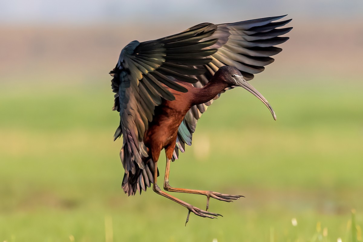 Glossy Ibis - ML575294361