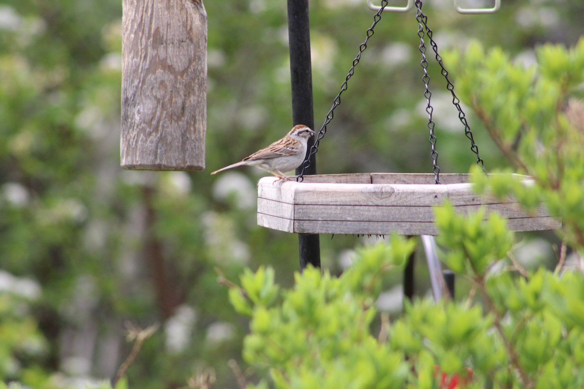 Chipping Sparrow - ML575294891