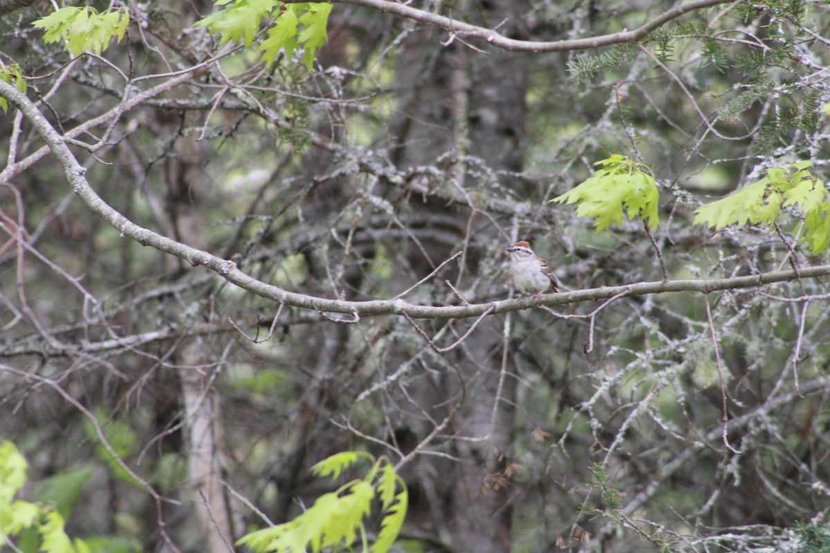 Chipping Sparrow - ML575295121