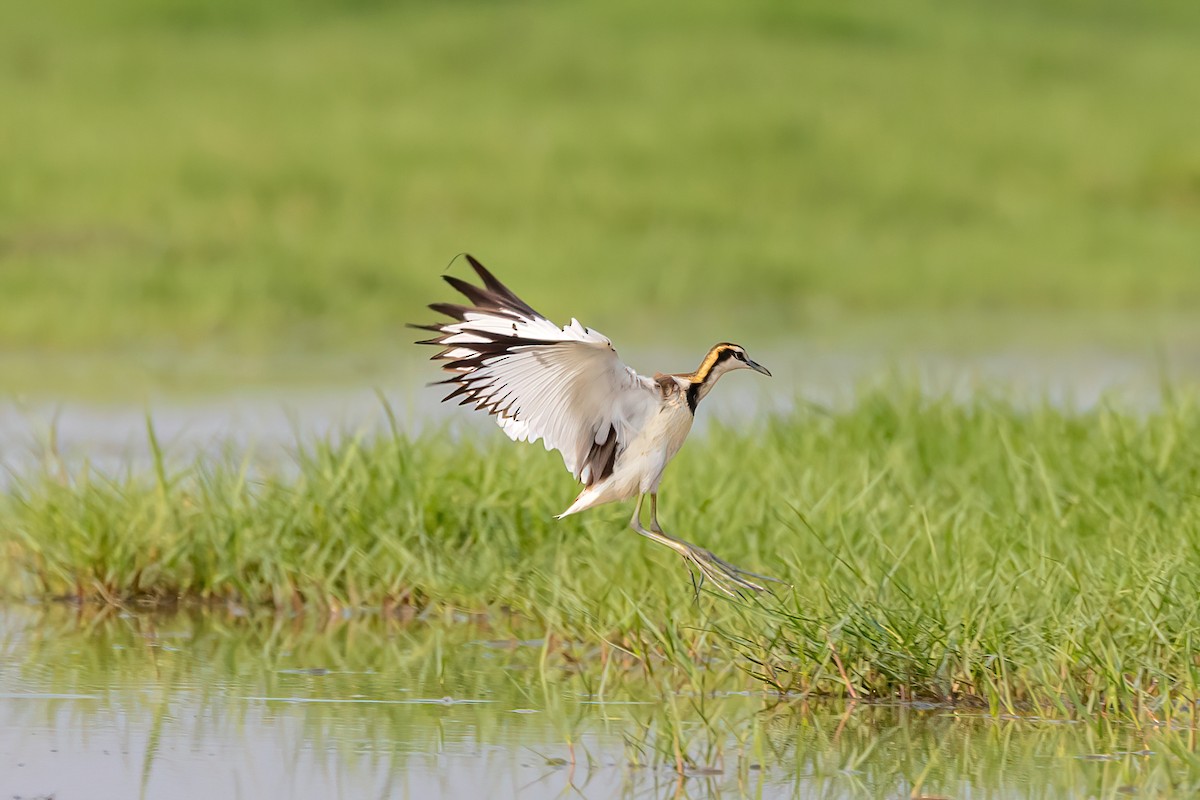 Pheasant-tailed Jacana - ML575295961