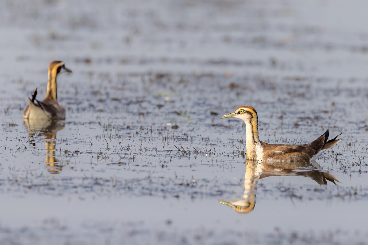 Pheasant-tailed Jacana - ML575295991