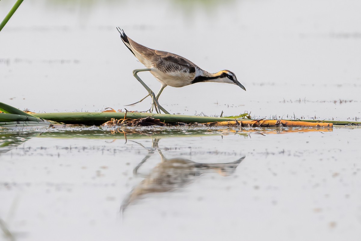 Jacana à longue queue - ML575296911