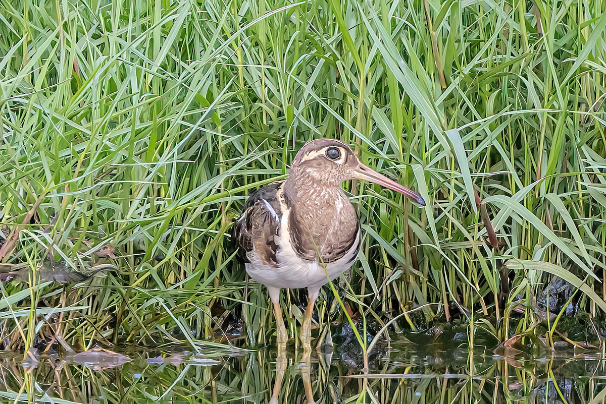 Greater Painted-Snipe - ML575297751