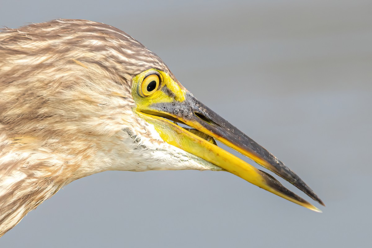 Indian Pond-Heron - ML575298051