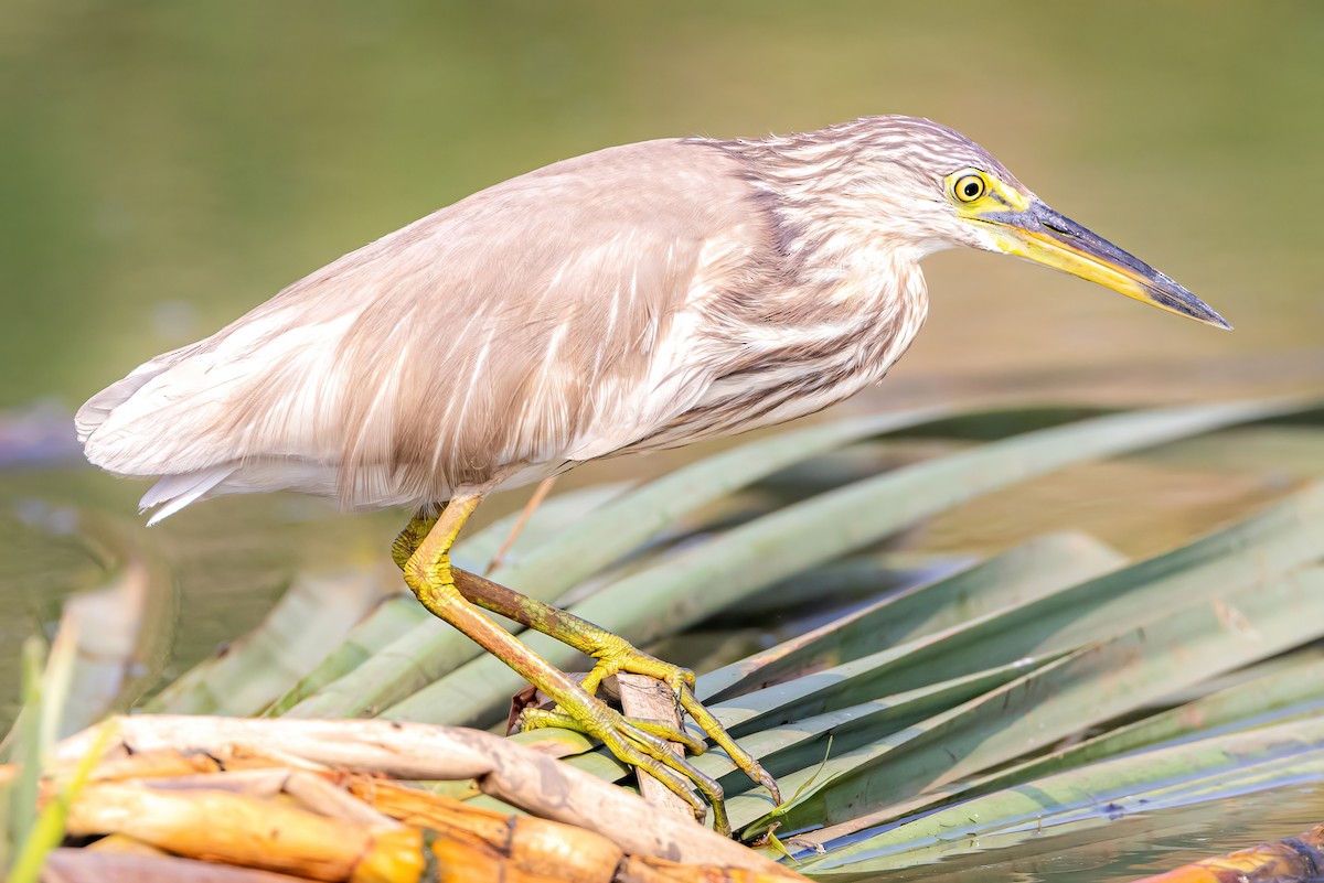 Indian Pond-Heron - ML575298061