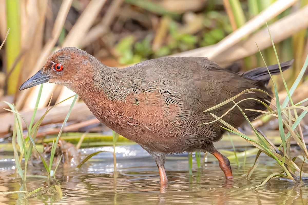 Ruddy-breasted Crake - Nitin Nair