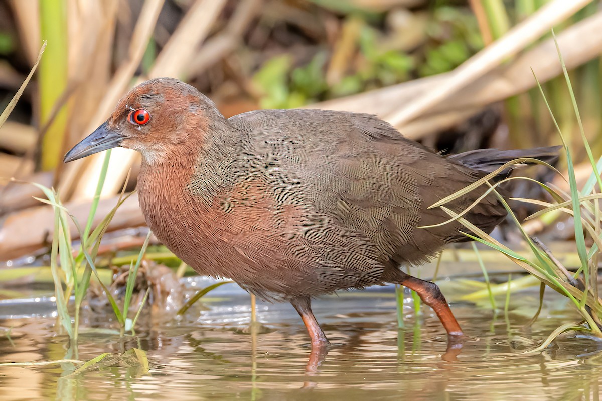 Ruddy-breasted Crake - ML575298411