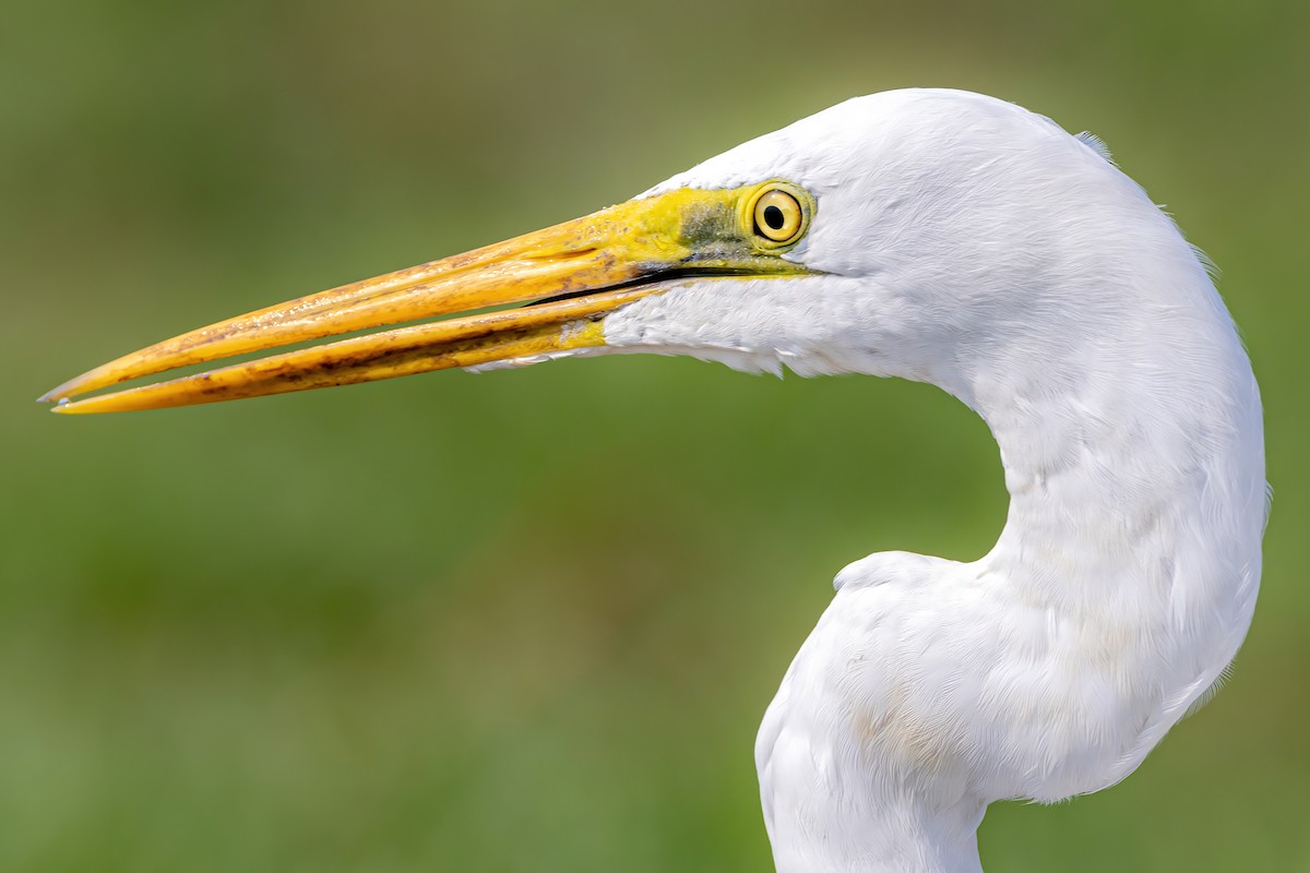 Great Egret - Nitin Nair