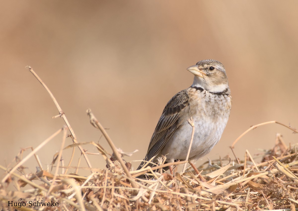 Calandra Lark - ML575299001