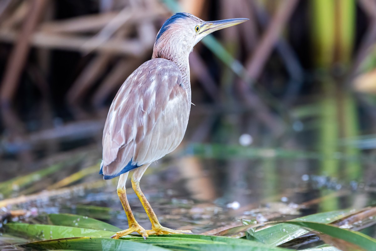 Yellow Bittern - Nitin Nair