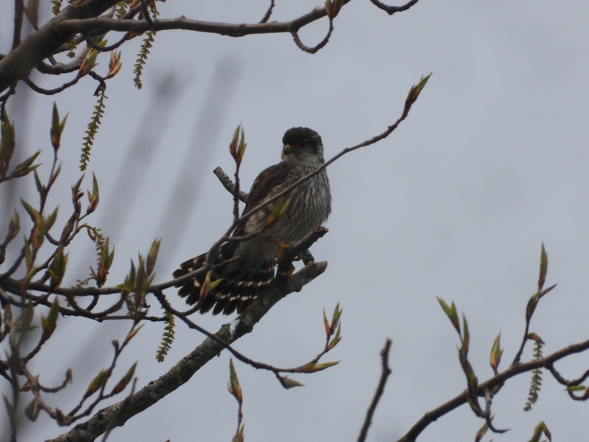 Підсоколик малий - ML575299651