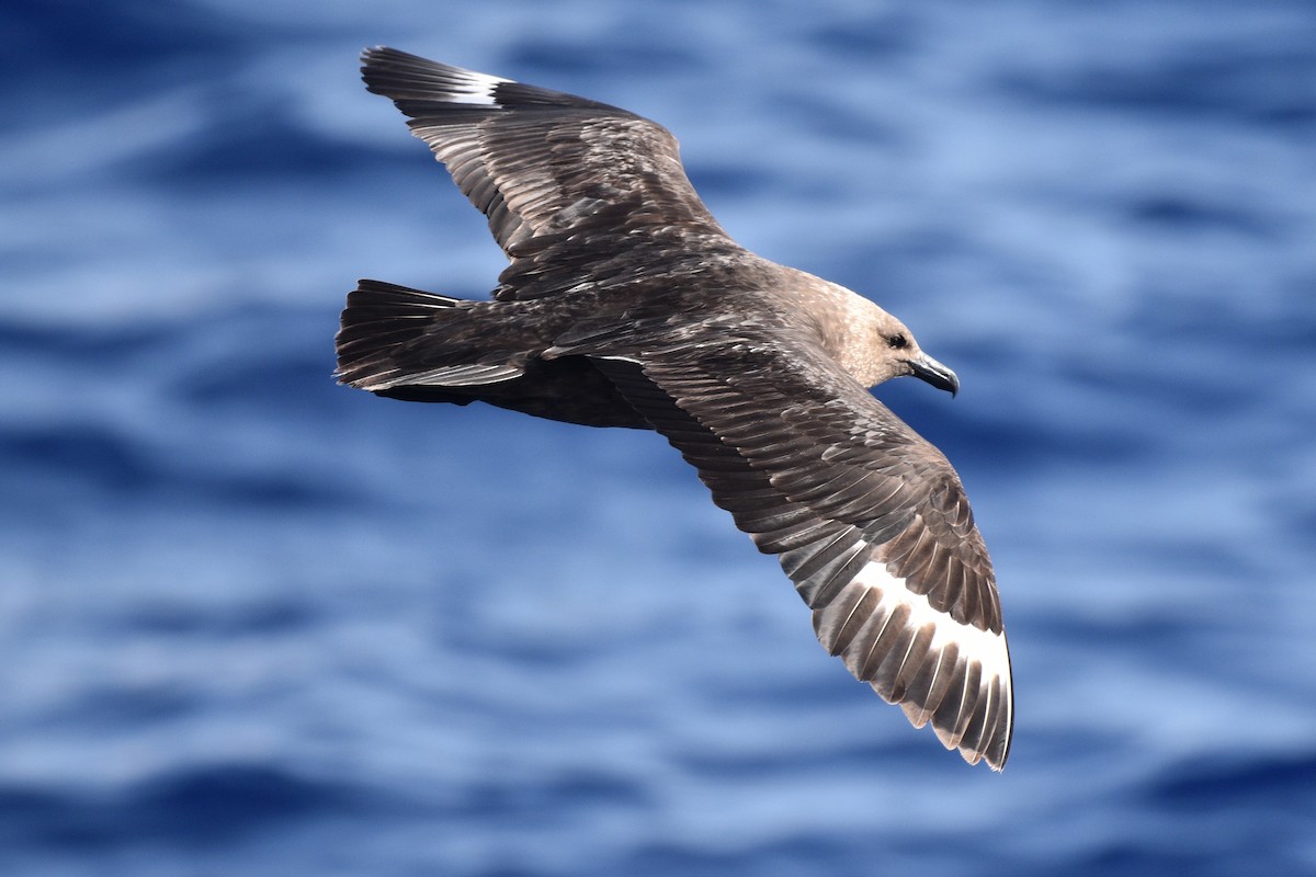 South Polar Skua - ML575300491