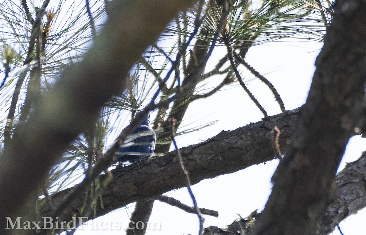 Indigo Bunting - ML575300981