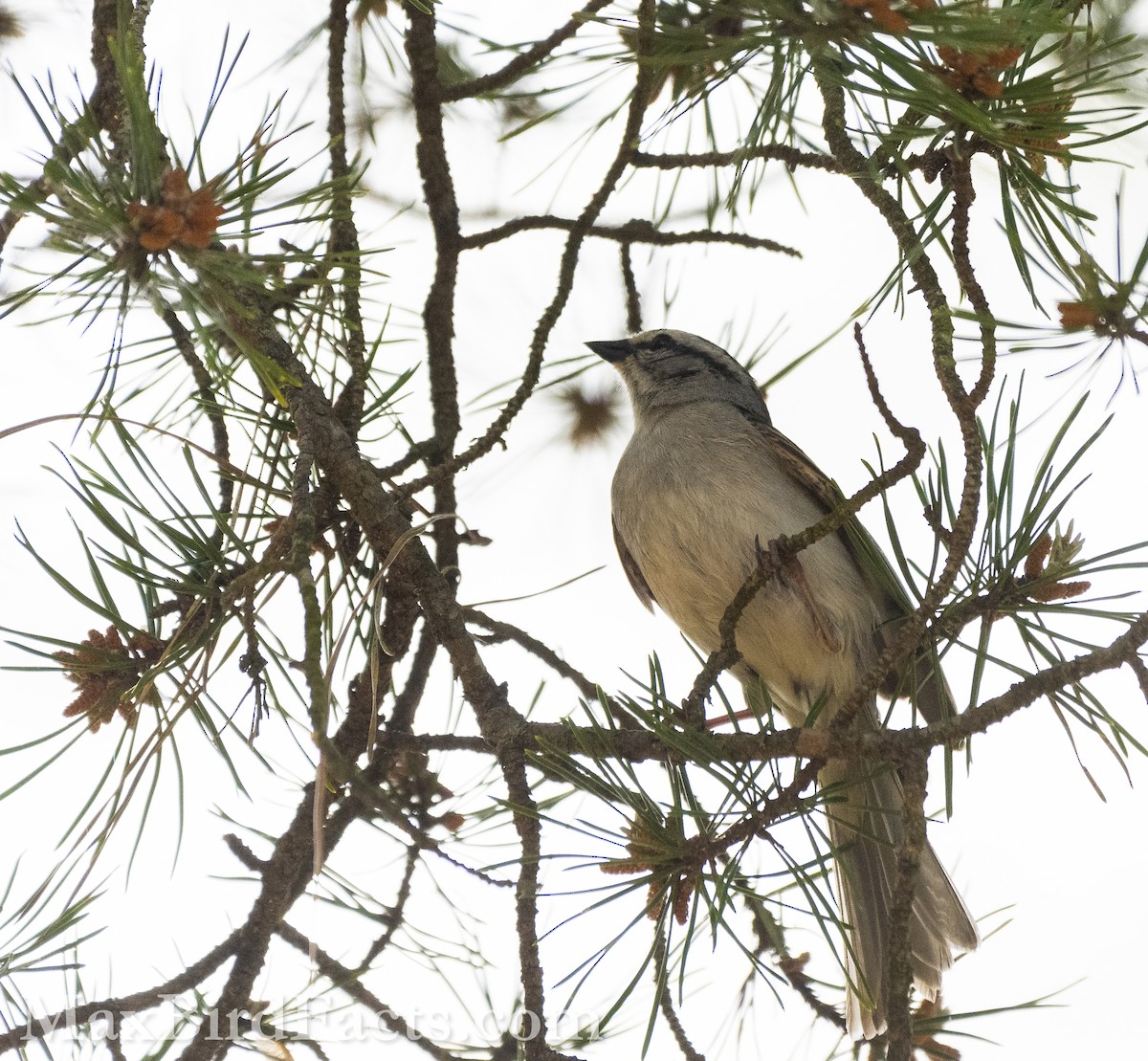 Chipping Sparrow - ML575301031