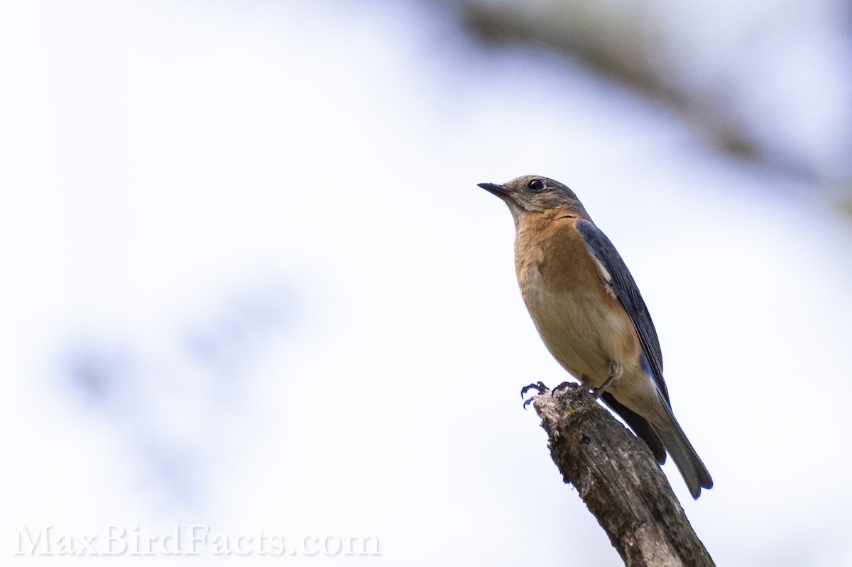 Eastern Bluebird - ML575301111