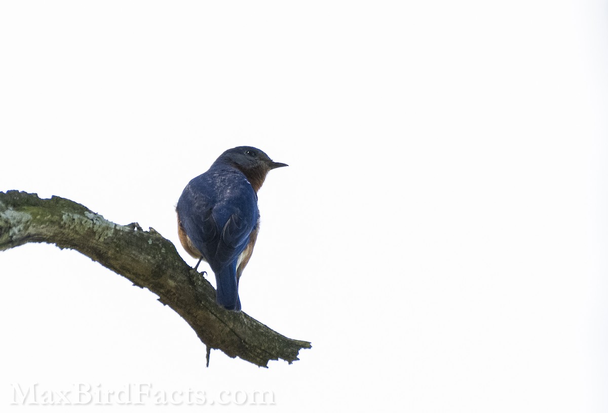 Eastern Bluebird - ML575301131