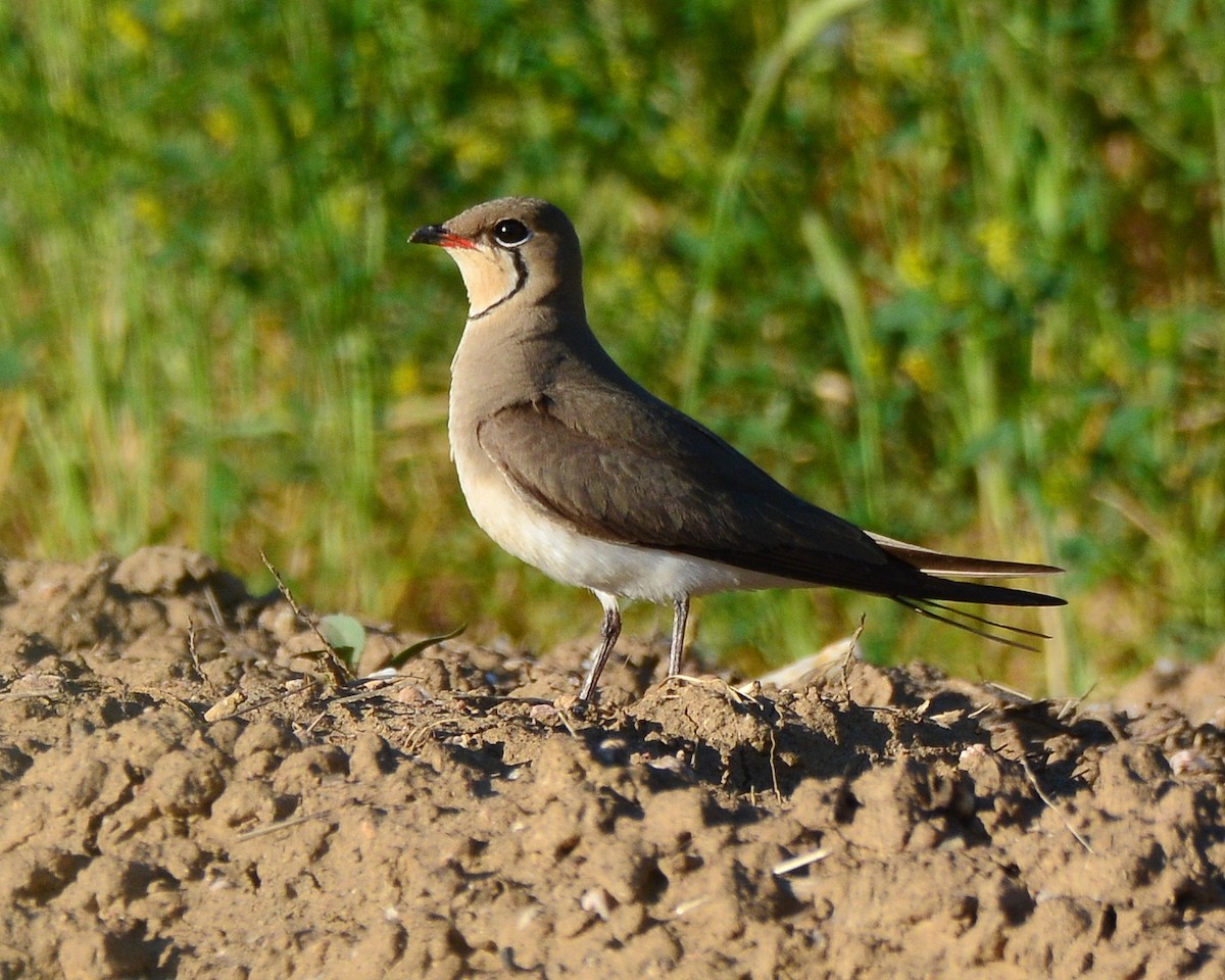 Collared Pratincole - ML575301381