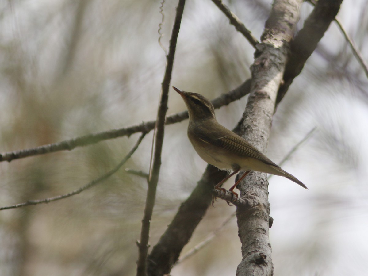 Japanese Leaf Warbler - ML575301501