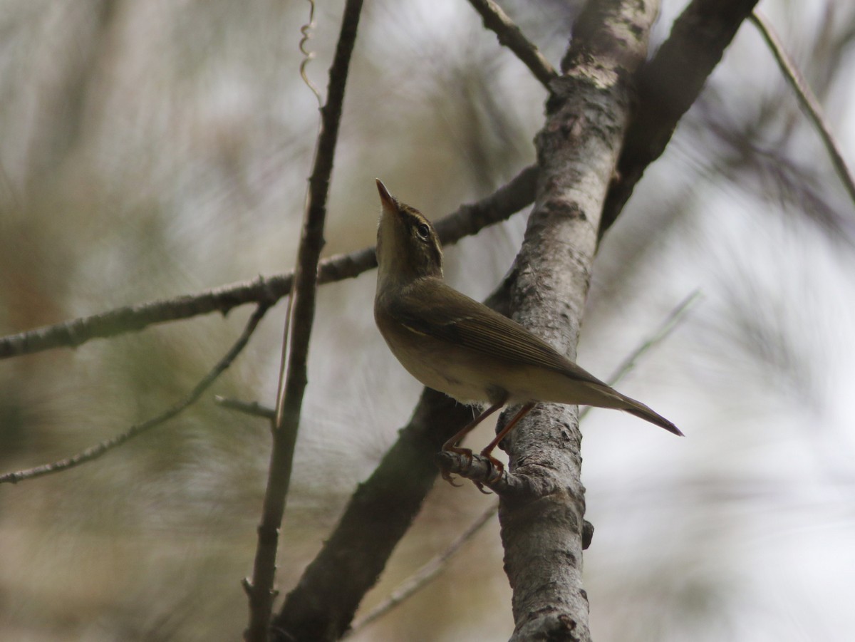 Japanese Leaf Warbler - ML575301511