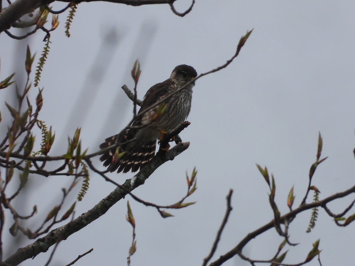 Підсоколик малий - ML575302741