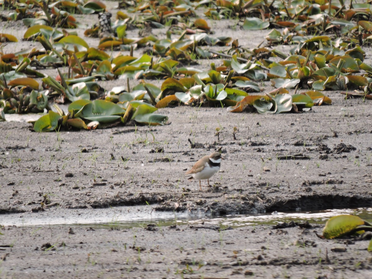 Semipalmated Plover - Mary Ellen Newport